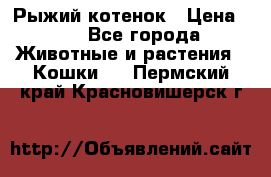 Рыжий котенок › Цена ­ 1 - Все города Животные и растения » Кошки   . Пермский край,Красновишерск г.